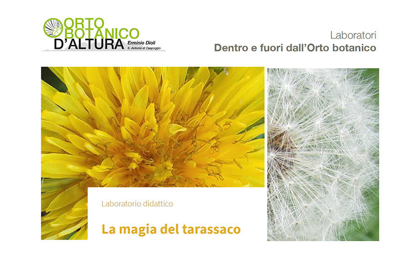 Laboratorio Tarassaco