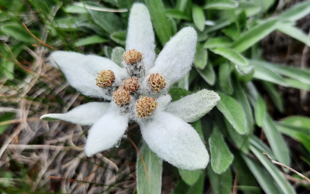 serata “Gli adattamenti delle specie vegetali alla quota”